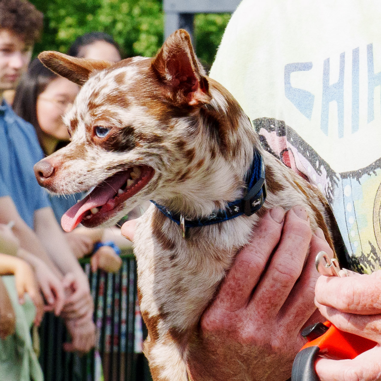 Running of the Chihuahuas